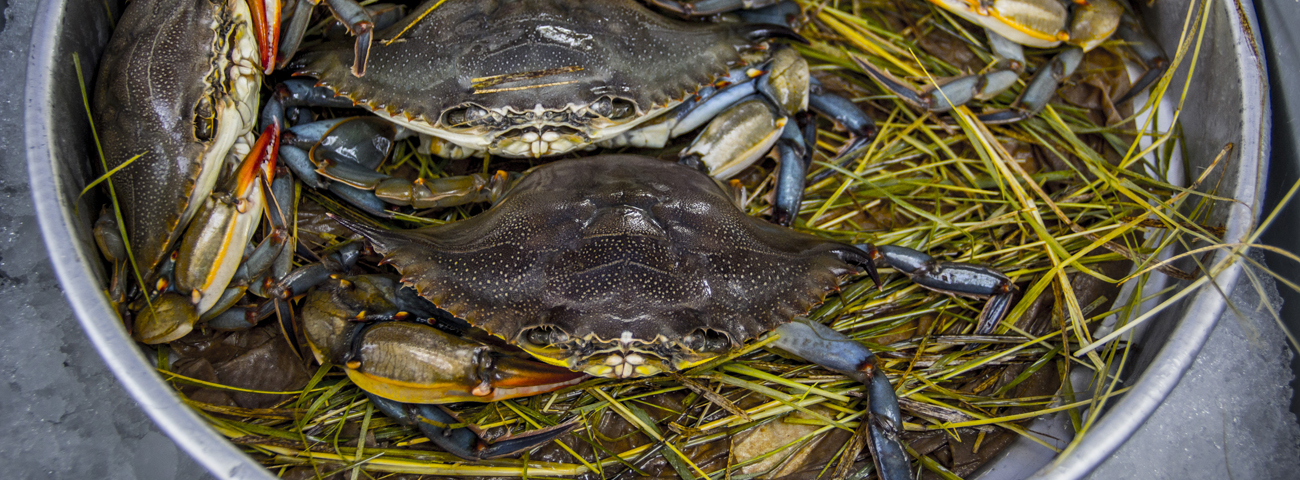 Crabs in Shem Creek in Mount Pleasant, SC