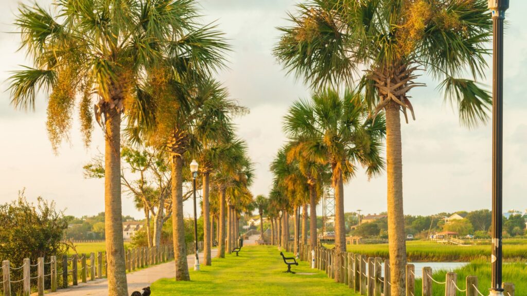 A line of palm trees at the Pitt Street Bridge