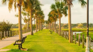 A row of palm trees at pitt street bridge