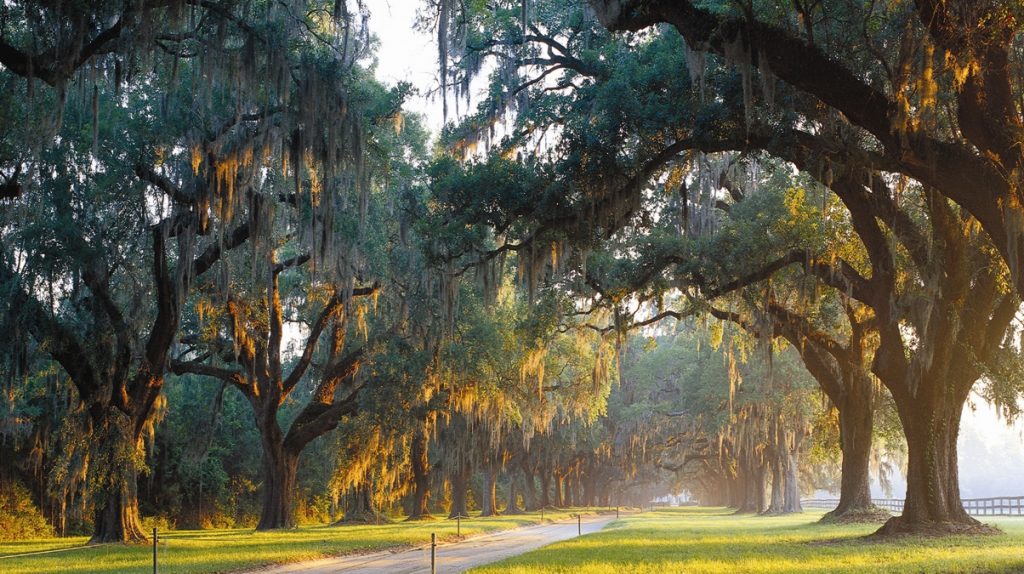 Avenue of Oaks