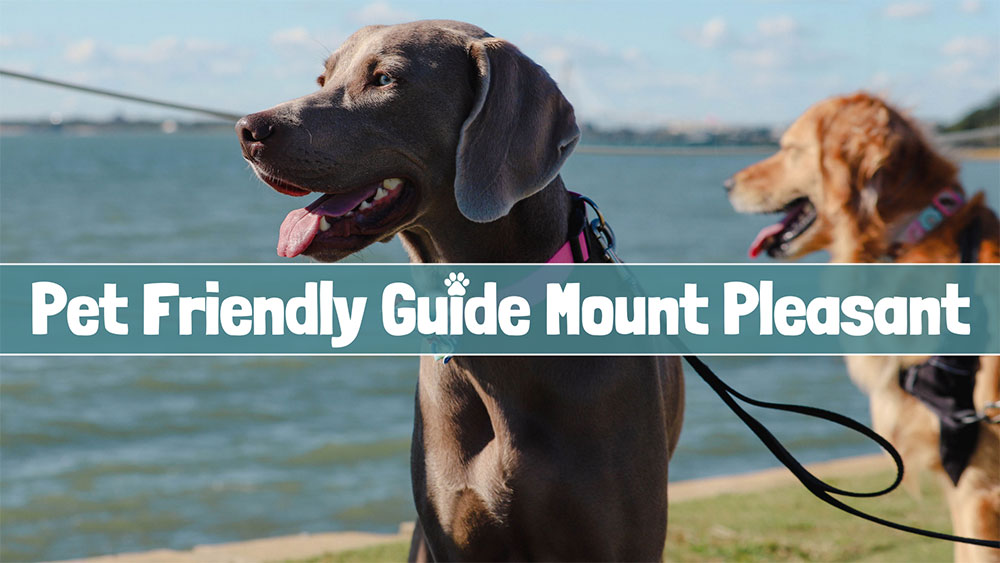 Pet Friendly Guide