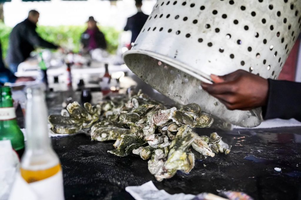 Oysters Dumped onto a table