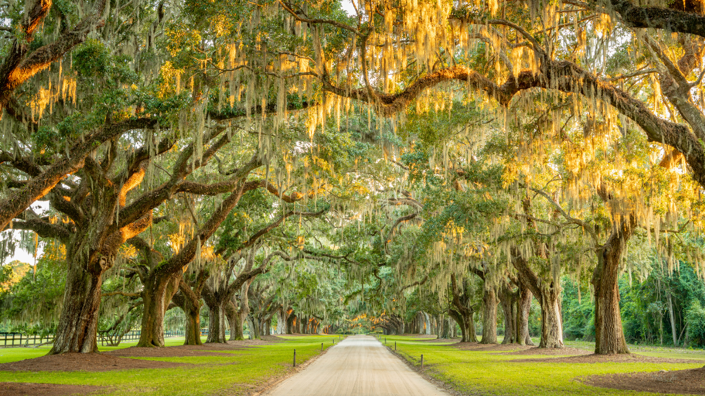 The Avenue Of Oaks At Boone Hall